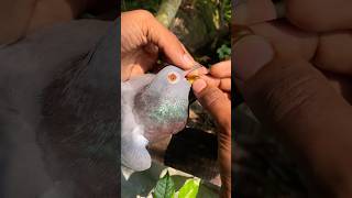 Cod liver oil capsules for pigeon quran tilawat pigeon birds ytshorts [upl. by Ellehsor]