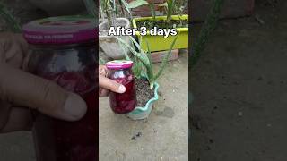 Home made fertilizer in Aloevera 🧅🧅fertilizer aloevera onion [upl. by Elac]