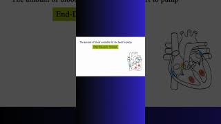 END DIASTOLIC VOLUME vs STROKE VOLUME heart bloodflow cardiovascular physiology cardiac [upl. by Kuhn]