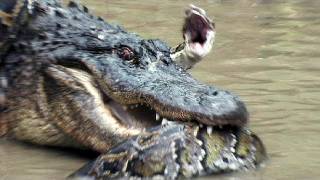 Python vs Alligator 12  Real Fight  Python attacks Alligator [upl. by Idak]