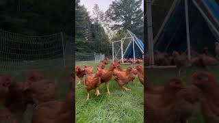 Chickens in the morning [upl. by Etep]