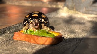 Chill Weekend Snack Time on The Backyard for The Leopard Pardalis Tortoise [upl. by Esme]