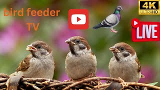 Bird feeder TV LIVE 4K UHD big pigeon small pigeon brown bird Rotherham  UK [upl. by Burrow]