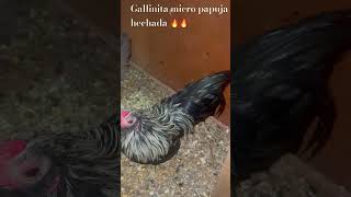 Una gallinita micro bien especial hechada [upl. by Eledoya]