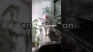 SONIDOS Que AMAN Los GATOS shorts short viral viralvideo gatos cat catlover curiosidades [upl. by Yrreiht976]