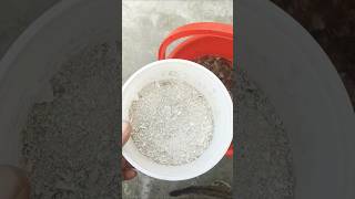 Homemade fertilizer for my rooftop garden youtubeshorts vegetables fertilizer garden tree [upl. by Nole]