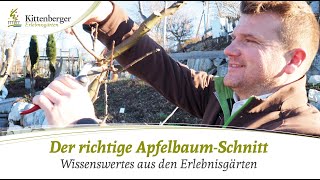 Tipps für den richtigen ApfelbaumSchnitt [upl. by Ahsiemac164]