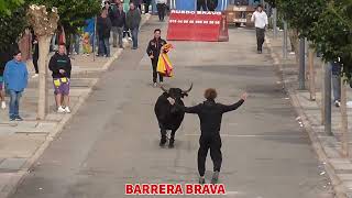 Vacas en Belchite  31032024  Ganad Raúl Izquierdo [upl. by Restivo]