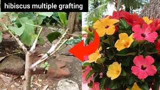 Grafting Technique To Get Multiple Colour Flowers In A Single Hibiscus Plant  Hibiscus Grafting [upl. by Adrianne]