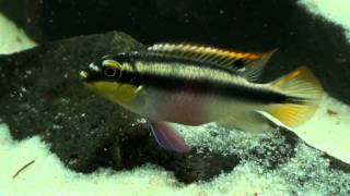 Pelvicachromis pulcher amp taeniatus HD movie 01  Rainbow amp Slender Krib [upl. by Hirst]