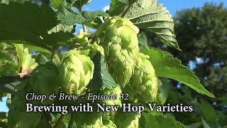 Chop amp Brew  Episode 32 Brewing with New Hop Varieties [upl. by Barnabas396]