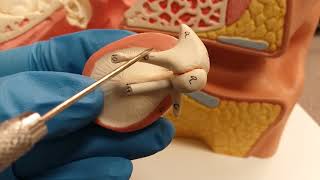 Middle Ear Video  Brief Overview [upl. by Rudman902]