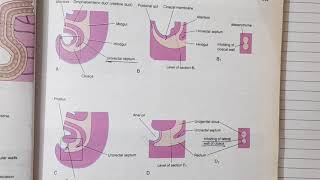 Hind gut development Embryology  Alimentary System Part 8 [upl. by Dotti]