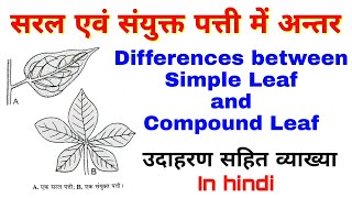 Differences between Simple and Compound Leaf  सरल एवं संयुक्त पत्ती में अन्तर  Plant Morphology [upl. by Ecyor]