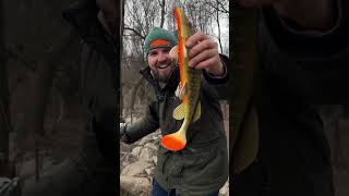 BIG PIKE 😂🎣🐟 pike fishing въдица twitchfishing [upl. by Larkins]