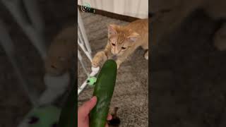 The Truth Revealed  Cats vs Cucumbers [upl. by Steck]