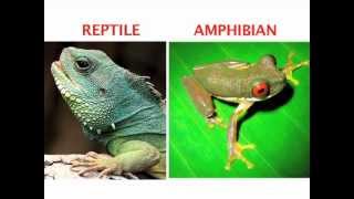 Whats the difference between an amphibian and a reptile Find out in this World Book Explains video [upl. by Mame]