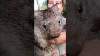 Wombat Day animals shorts cute wombat животные юмор [upl. by Etteroma]