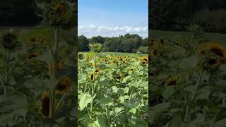 Tulleys sunflower 🌻 field Crawley uk [upl. by Capriola425]