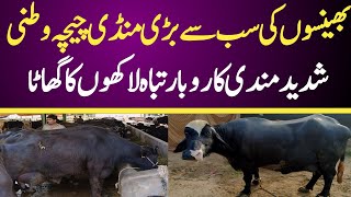 Chichawatni Maweshi Mandi Today  Buffalo Fresh Rates Update  Buffalo Mandi 2024 [upl. by Murphy]