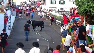 PARTE 1 TOURADA CORDA TOIROS DA GANADARIA REGO BOTELHO \ FESTAS NOSSA SENHORA LOURDES 2024820 [upl. by Ainavi502]