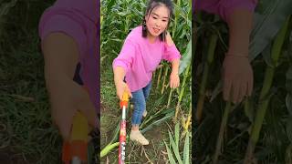 Very Helpful Tool for Rural Farmer  Amazing Tool for Corn 🌽🌽 Farming 🧺 shorts youtubeshorts [upl. by Sivartal568]