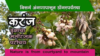 करंज  Introduction to trees  Karanj  Pongamia Pinnata  Nature is from courtyard to mountain [upl. by Sheena]