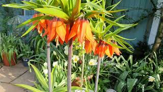 Fritillaria imperialis Rubra [upl. by Nylarahs331]