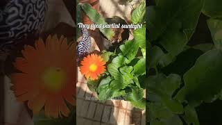 GerberaDaisy plant care tips shorts [upl. by Stace]