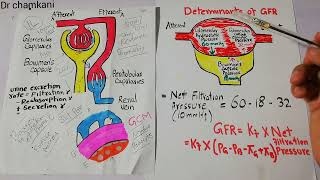 Renal physiology 61  Determinants of GFR  Glomerular Filtration rate [upl. by Jola472]