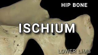 ISCHIUM  HIP BONE [upl. by Suriaj]