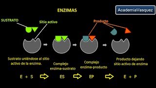 Enzimas Estructura Características y Funciones [upl. by Ainoloppa]