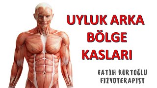 Uyluk Arka Bölge  KAS ANATOMİ si KONU ANLATIMI 13 [upl. by Mohandis150]