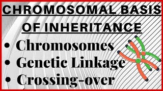 Chromosomal Theory of Inheritance  Chromosomes  Genetic Linkage and Crossing Over  Telomere NEET [upl. by Auqinal]