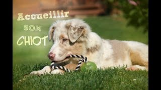 ACCUEILLIR SON CHIOT Conseils [upl. by Lesoj]