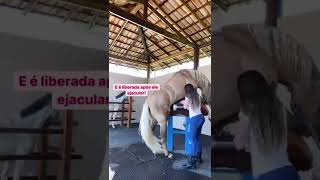 Horse Breeding season short video like share subscribe 👍 2 [upl. by Nohtahoj871]