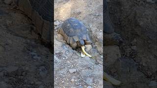 Marginated tortoise 🇬🇷 Athens Greece [upl. by Lehctim]