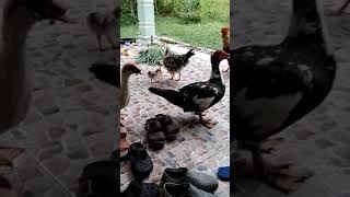 Malaysia Travel  Tapah  Houses amp Animals in remote village in Batu 8 [upl. by Suoirad]