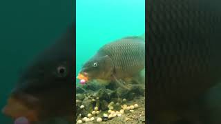 Underwater fishing for carp at a mythical lake [upl. by Boeke]