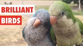 Brilliant Birds  Funny Bird Video Compilation 2017 [upl. by Anad]