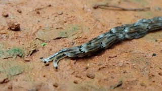 Fungus Gnat Larvae Travelling in Procession [upl. by Uta526]