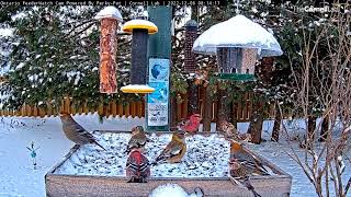 Colorful Finches of Canadas Boreal Forest Share The Bounty Of The Ontario FeederWatch Cam [upl. by Hagai]