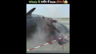 why are sharks so dangerous😨 shorts trending allfacts shark whale facts [upl. by Rafat]