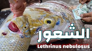 طريقة تقطيع 🔪 سمكة الشعور باحترافية 🐟 Lethrinus nebulosus [upl. by Aneres]