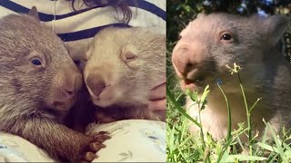 OMG You Wont Believe How Cute These Wombats Are 27 [upl. by Anatniuq]