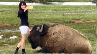 Gigantic Bison Lunges at Tourist Who Tried to Pet It [upl. by Madden]