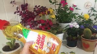 Çiçekler için doğal böcek ilacı Arap sabunlu tarçınlı suHow to make natural insecticide for flower [upl. by Nohtiek]