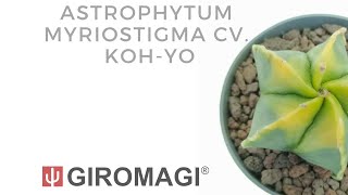 Astrophytum myriostigma cv Kohyo [upl. by Nnylanna]