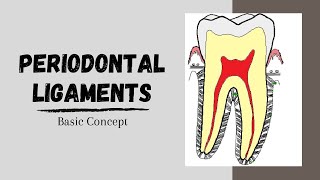 Periodontal ligaments Introductory Concepts [upl. by Nielsen]