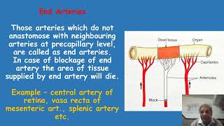 End arteries functional end arteries [upl. by Nerval]